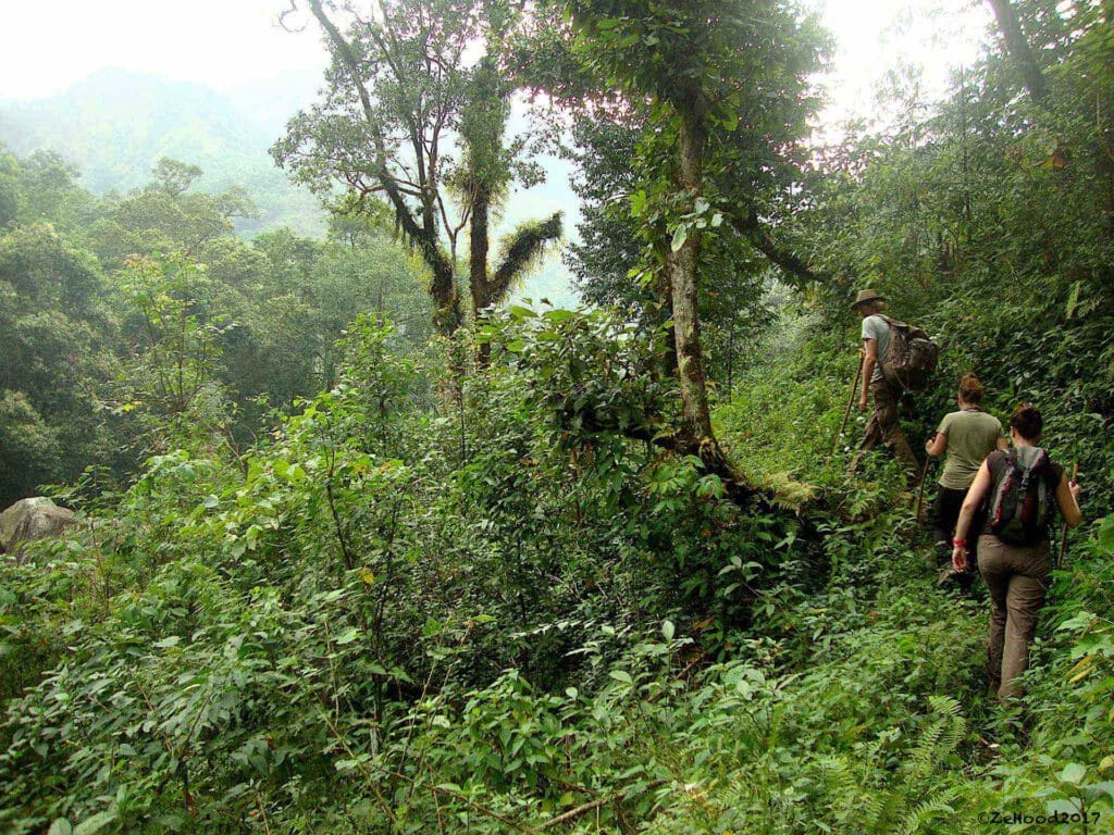 Thème Abracadabulles 2026 : explorateurs dans la jungle